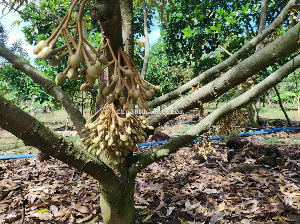 50,000M2(5HA) VƯỜN (SẦU RIÊNG+MÍT+BƠ...) 3TY6/HA