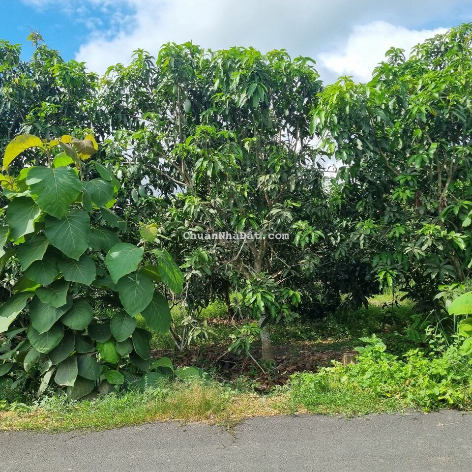 BÁN 6859M2 ĐẤT CÓ SẴN 160M2 ĐẤT Ở,CÓ 68M MẶT TIỀN ĐƯỜNG NHỰA,GIÀ RẼ BÁN 6859M2 ĐẤT CÓ SẴN 160M2 ĐẤT Ở,CÓ 68M MẶT TIỀN ĐƯỜNG NHỰA,GIÀ RẼ