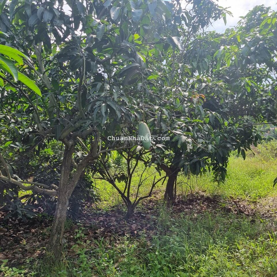 BÁN 6859M2 ĐẤT CÓ SẴN 160M2 ĐẤT Ở,CÓ 68M MẶT TIỀN ĐƯỜNG NHỰA,GIÀ RẼ BÁN 6859M2 ĐẤT CÓ SẴN 160M2 ĐẤT Ở,CÓ 68M MẶT TIỀN ĐƯỜNG NHỰA,GIÀ RẼ