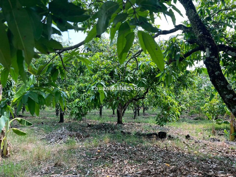 GIÁ TỐT VƯỜN XOÀI 9292M2 CÁCH QUỐC LỘ 20 CHỈ 2KM KHU DÂN CƯ  3TY