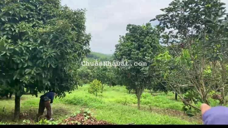 CHÚ HAI BỊ KẸT TIỀN CẦN BÁN GẤP VƯỜN TRÁI CÂY TỔNG HỢP, GIÁ SIÊU RẺ.