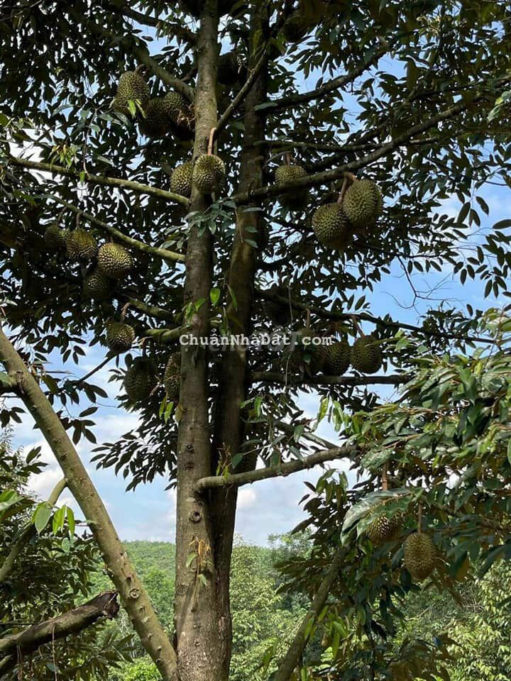 CHÚ HAI BỊ KẸT TIỀN CẦN BÁN GẤP VƯỜN TRÁI CÂY TỔNG HỢP, GIÁ SIÊU RẺ.