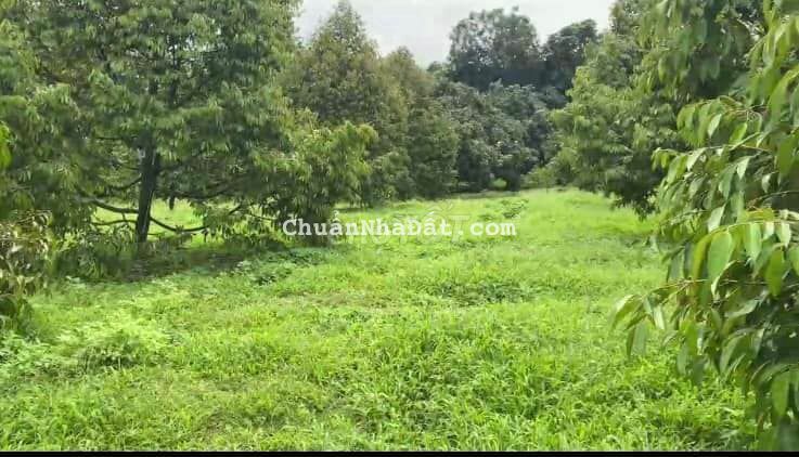 CHÚ HAI BỊ KẸT TIỀN CẦN BÁN GẤP VƯỜN TRÁI CÂY TỔNG HỢP, GIÁ SIÊU RẺ.