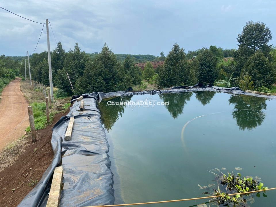 CÒN VÀI LÔ ĐẤT VƯỜN CÁCH ĐỒNG XOÀI 10 PHÚT ,  SẦU RIÊNG ĐANG THU HOẠCH