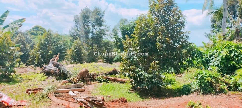 CÒN VÀI LÔ ĐẤT VƯỜN CÁCH ĐỒNG XOÀI 10 PHÚT ,  SẦU RIÊNG ĐANG THU HOẠCH