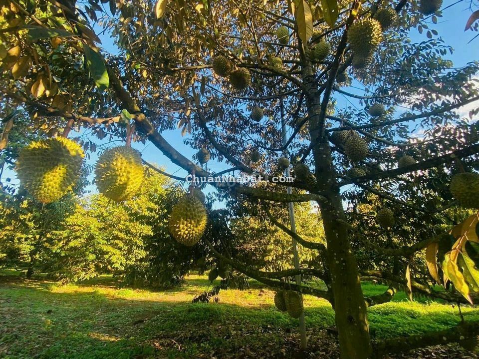 CÒN VÀI LÔ ĐẤT VƯỜN CÁCH ĐỒNG XOÀI 10 PHÚT ,  SẦU RIÊNG ĐANG THU HOẠCH