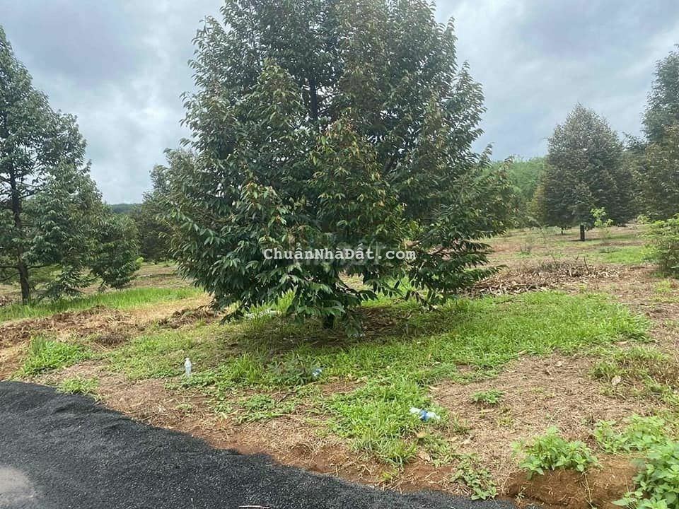 CẦN BÁN VỘI LÔ ĐẤT VƯỜN SẦU RIÊNG ĐANG THU HOẠCH , GIÁ CẢ THƯƠNG LƯỢNG