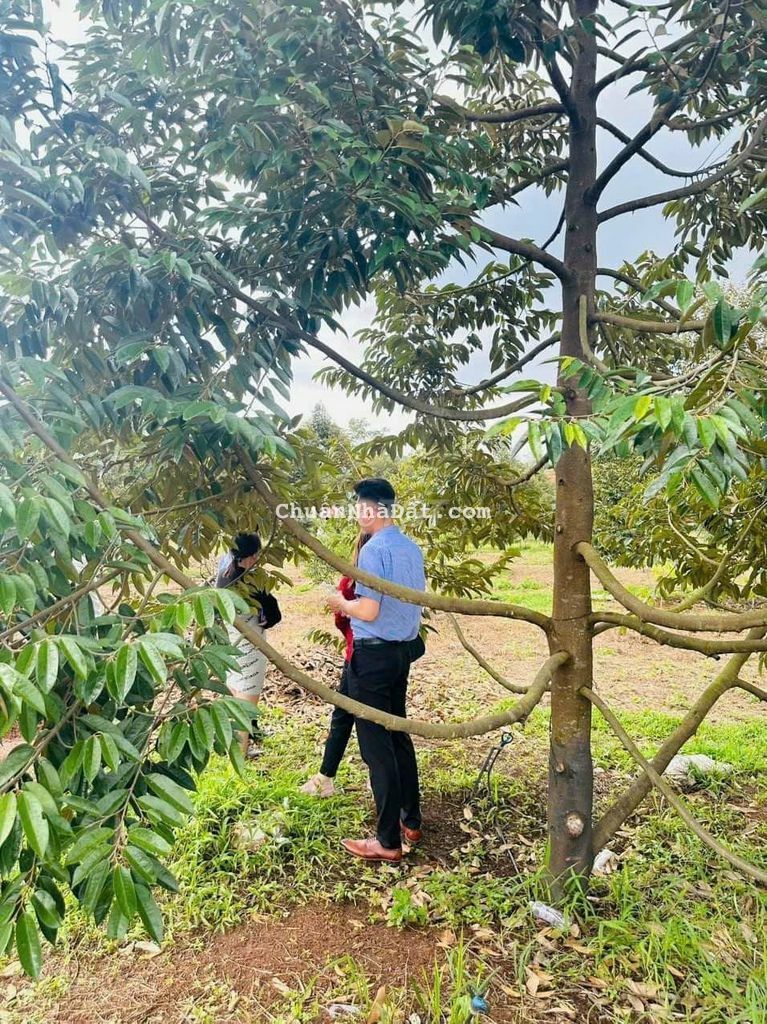 CẦN RA LÔ ĐẤT CHÍNH CHỦ , MẶT TIỀN ĐƯỜNG 12M , CÁCH ĐỒNG XOÀI 10KM