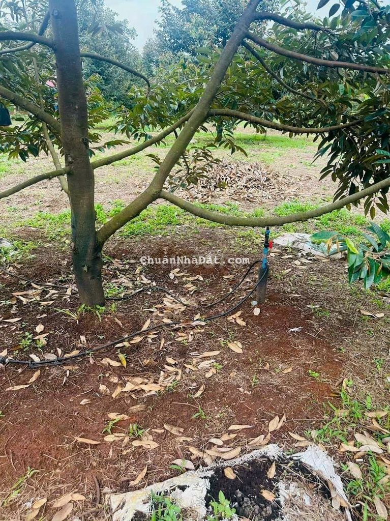 CẦN RA LÔ ĐẤT CHÍNH CHỦ , MẶT TIỀN ĐƯỜNG 12M , CÁCH ĐỒNG XOÀI 10KM