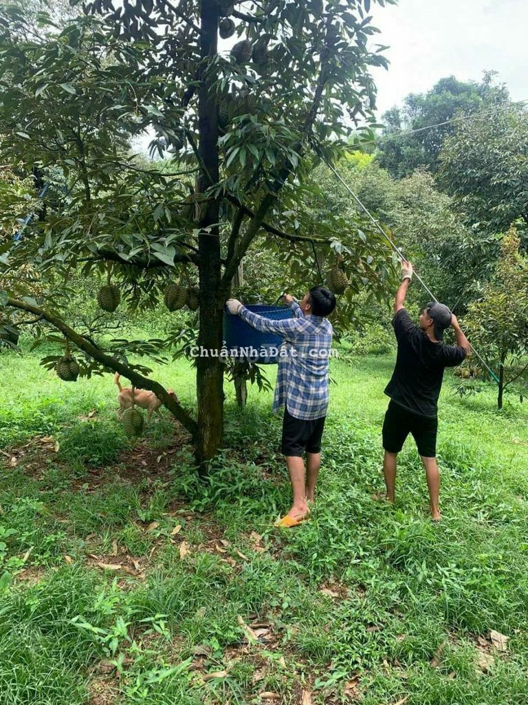 CẦN RA LÔ ĐẤT CHÍNH CHỦ , MẶT TIỀN ĐƯỜNG 12M , CÁCH ĐỒNG XOÀI 10KM