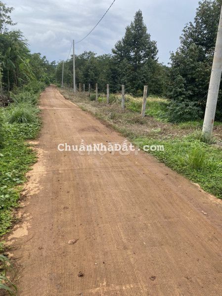 Bán lô đất vườn sầu riêng  chuẩn bị thu hoạch