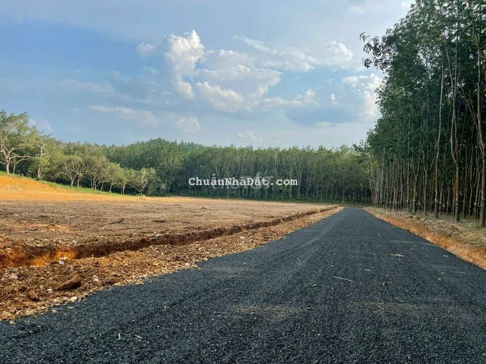 🏜GIẢM  150Triệu Bán Lỗ 1023m2 đất Đồng phú chỉ 295Tr/Trọn sổ