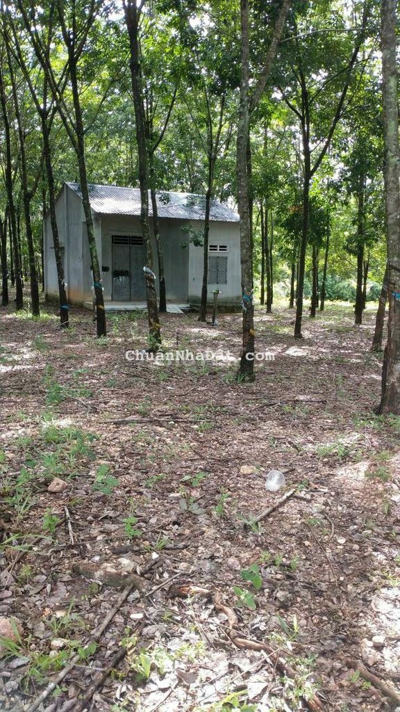 🏜MUA ĐẤT TẶNG NHÀ và VƯỜN CAO SU _Bán 1.8Ha đất KV Đồng Tiến.