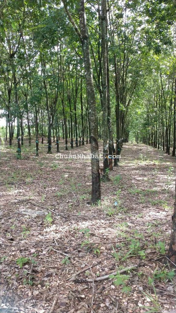 🏜MUA ĐẤT TẶNG NHÀ và VƯỜN CAO SU _Bán 1.8Ha đất KV Đồng Tiến.