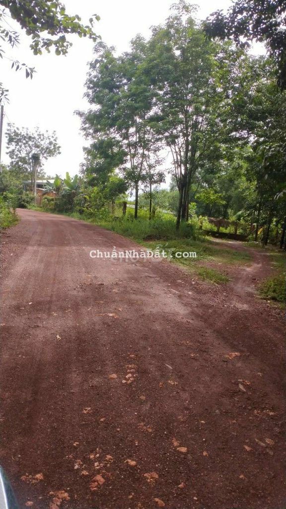 🏜MUA ĐẤT TẶNG NHÀ và VƯỜN CAO SU _Bán 1.8Ha đất KV Đồng Tiến.