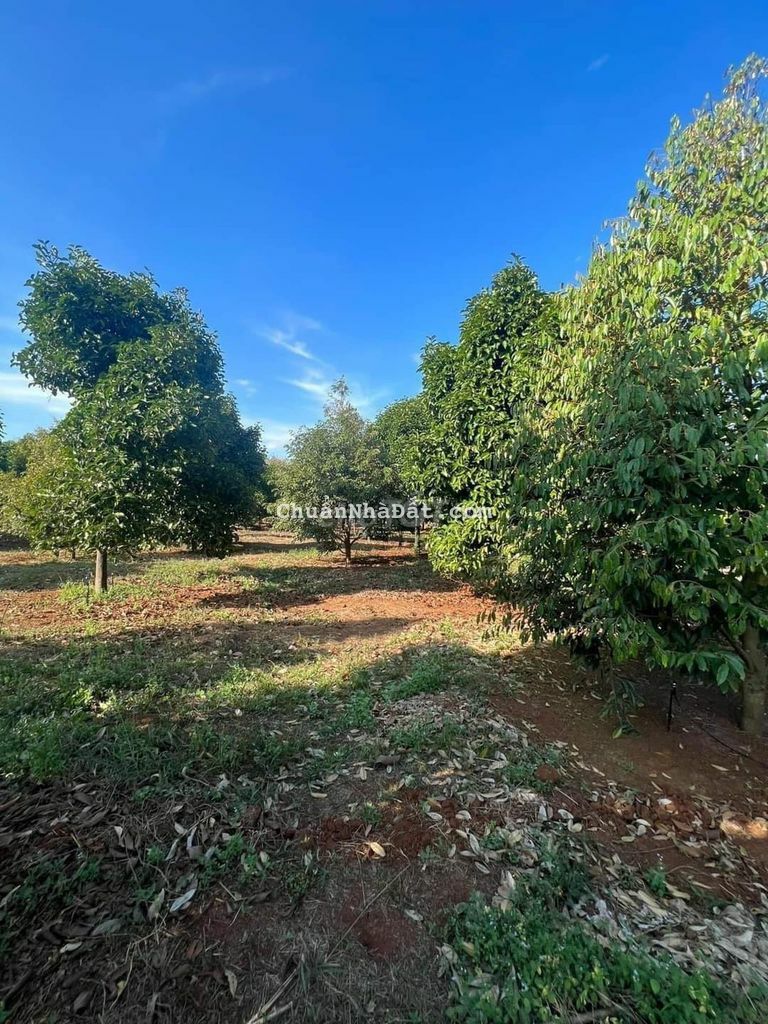 Đất sầu riêng mặt tiền đường bê tông 18m Đất sầu riêng mặt tiền đường bê tông 18m