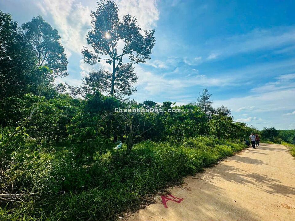 Đất sầu riêng mặt tiền đường bê tông 18m Đất sầu riêng mặt tiền đường bê tông 18m