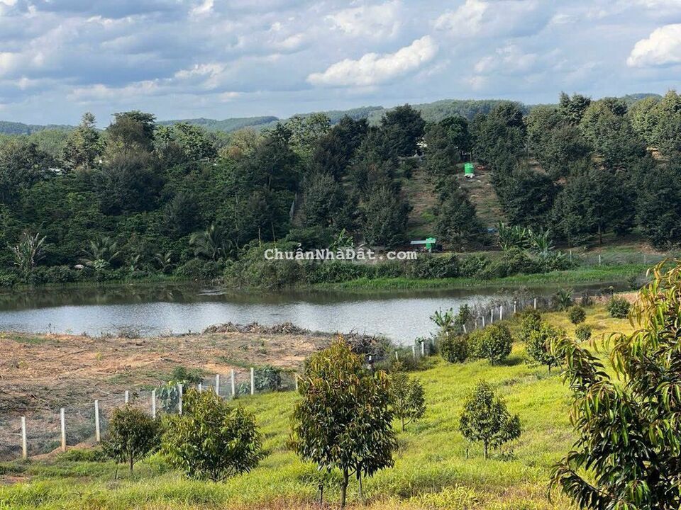 Đất sầu riêng mặt tiền đường bê tông 18m Đất sầu riêng mặt tiền đường bê tông 18m