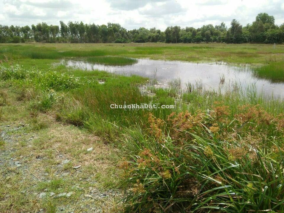 Bán đất lúa diện tích 1000mv giá 550tr Bán đất lúa diện tích 1000mv giá 550tr