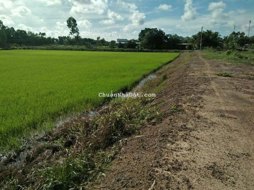 Bán đất lúa mặt tiền tỉnh 816 giá 85tr mét Bán đất lúa mặt tiền tỉnh 816 giá 85tr mét