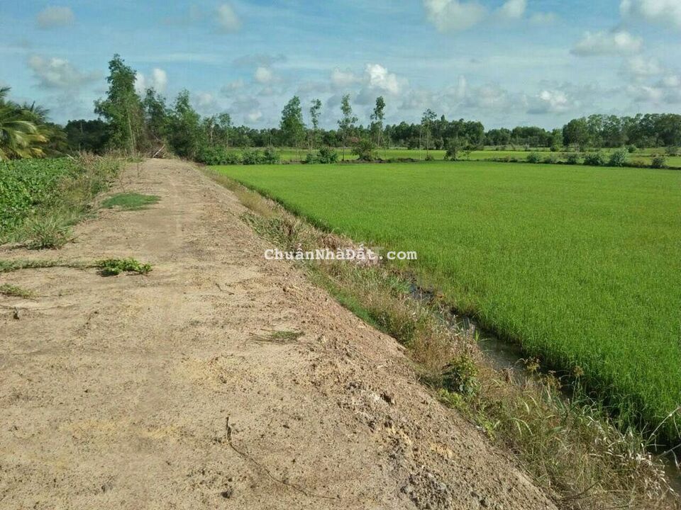 Bán đất lúa mặt tiền tỉnh 816 giá 85tr mét Bán đất lúa mặt tiền tỉnh 816 giá 85tr mét