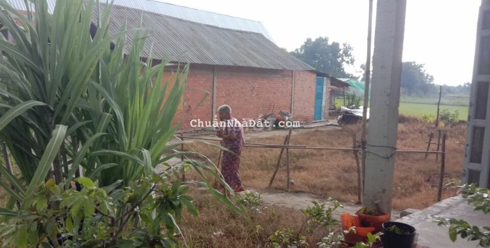 Bán 264m2 đất vườn gần UBND xã Mỹ Thạnh Đông SHR chỉ 620tr Bán 264m2 đất vườn gần UBND xã Mỹ Thạnh Đông SHR chỉ 620tr