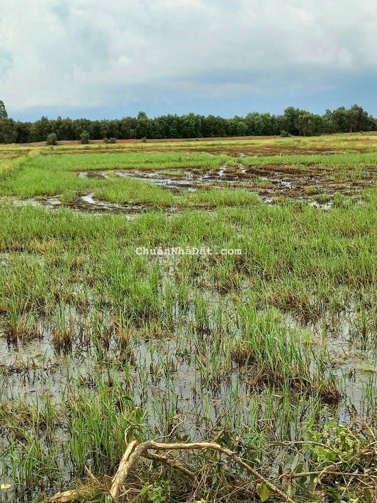 Bán đất lúa diện tích 3838mv giá 1t450 Bán đất lúa diện tích 3838mv giá 1t450