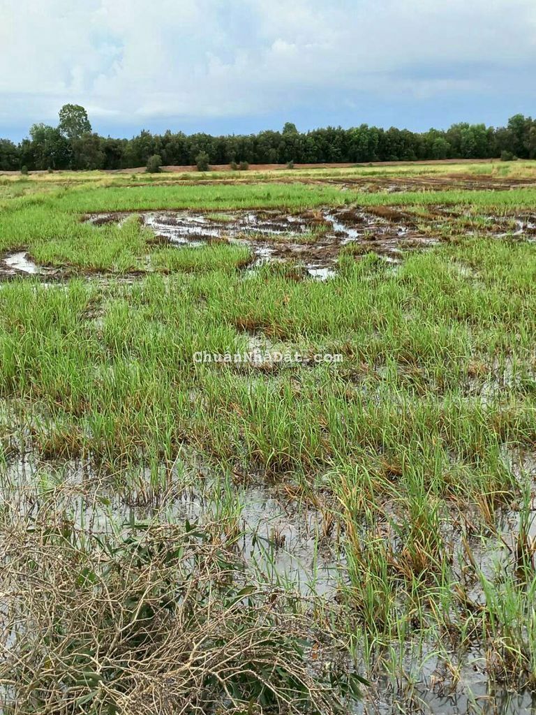 Bán đất lúa diện tích 3838mv giá 1t450 Bán đất lúa diện tích 3838mv giá 1t450