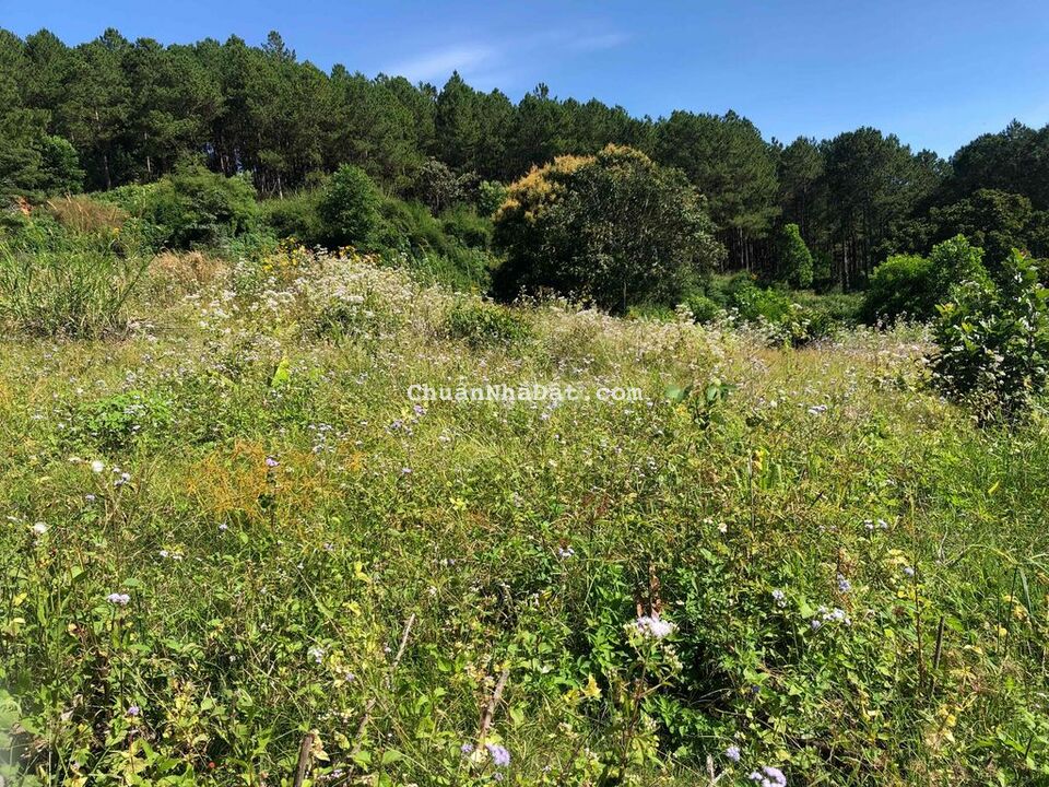 17000m2 ( 1,7 hecta )có 200m2 ONT, 170m MT cao tốc