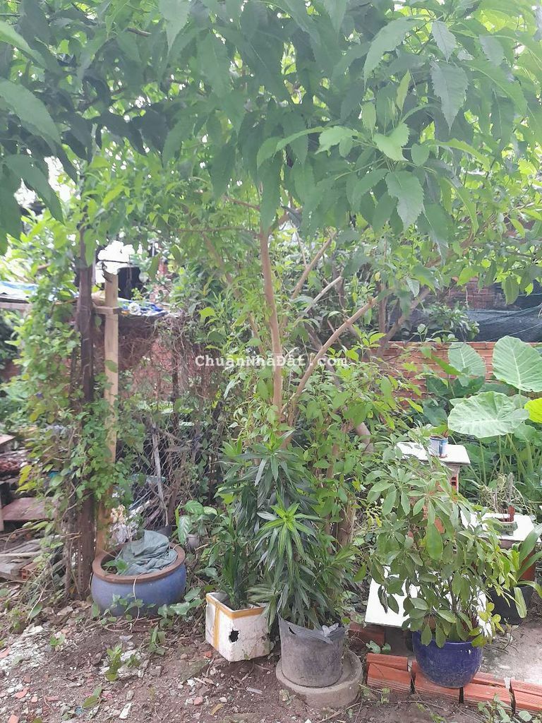 Cho thuê căn nhà nhỏ đường và điểm 10 xã Bà Điểm