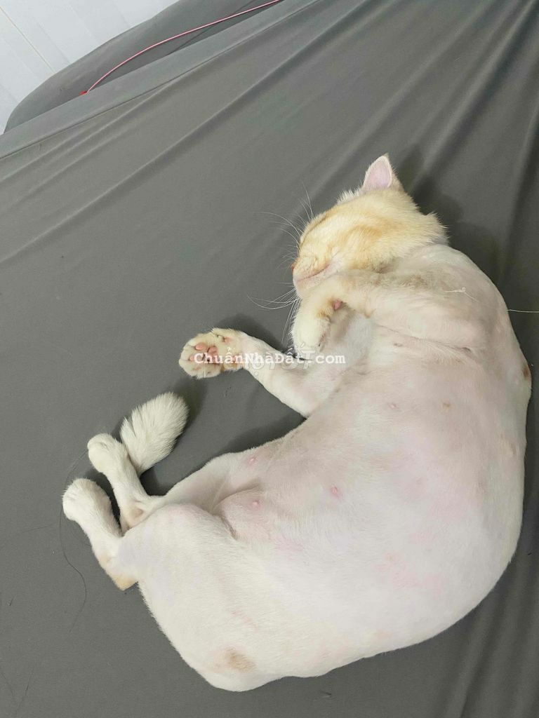 CHO THUÊ KHÁCH SẠN THÔ 1 TRỆT 4 LẦU (30 PHÒNG) CẶP BÊN KHÁCH SẠN NINH